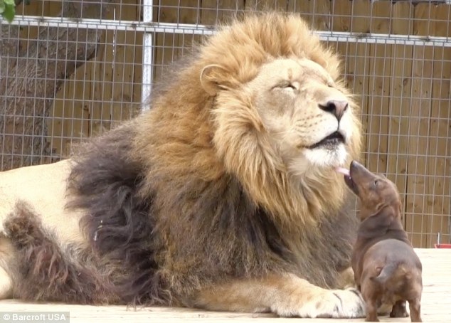 5.26.13 Dog And Lion1
