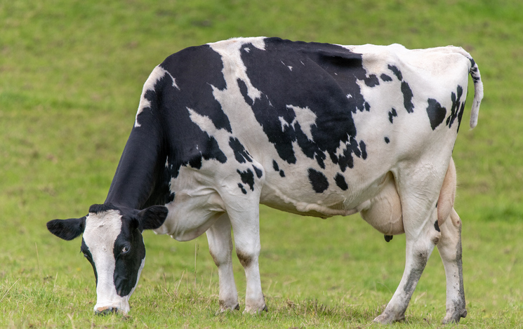 A Close Up Photo Of A Dairy Cow In A Field