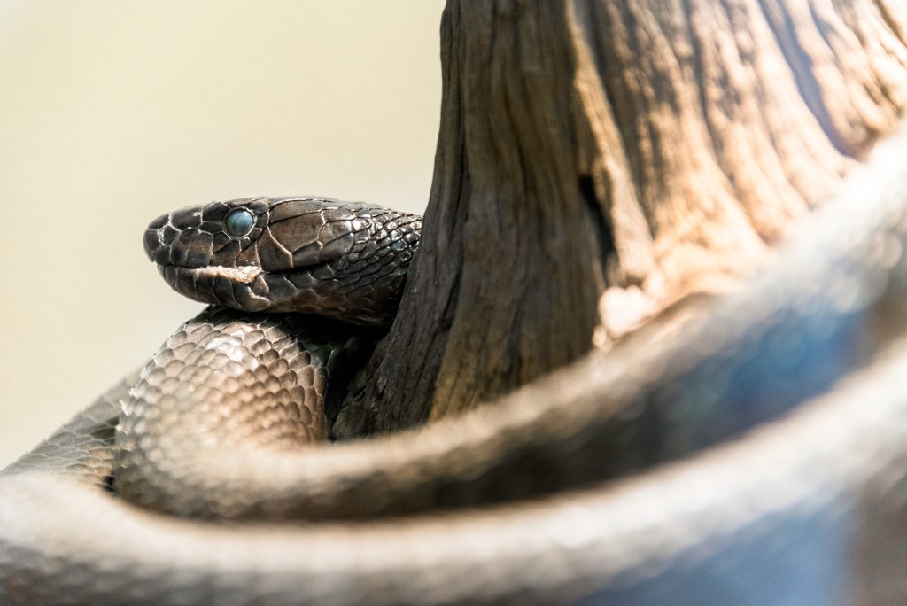 Black Mamba_GettyImages 487701407