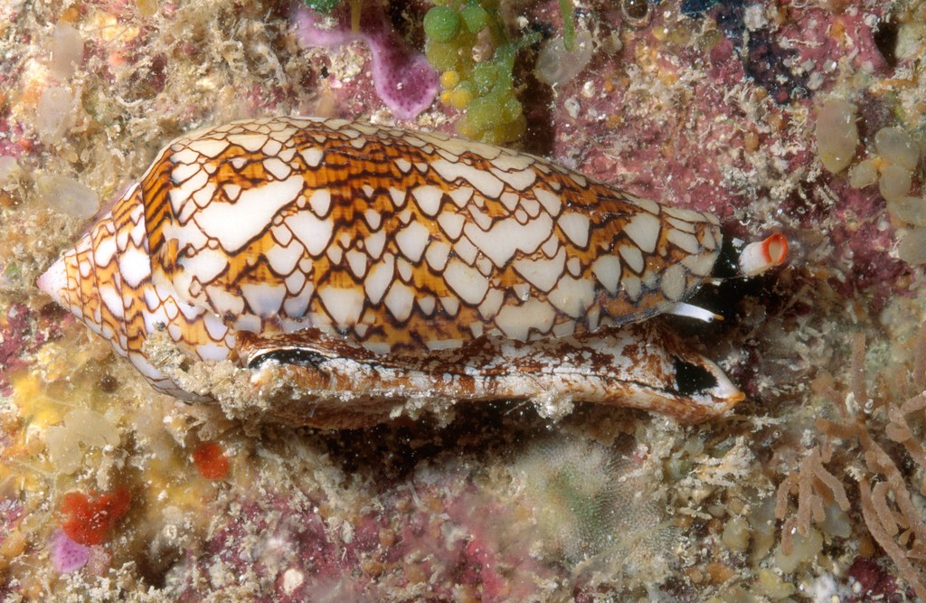 Cone Snail_GettyImages 128579718