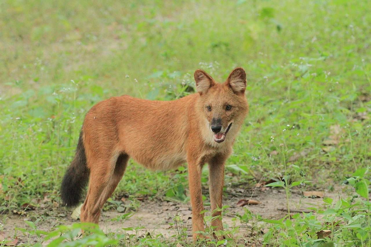 Dhole