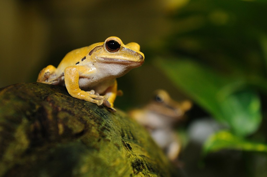 Golden Poison Dart Frog_GettyImages 140346458