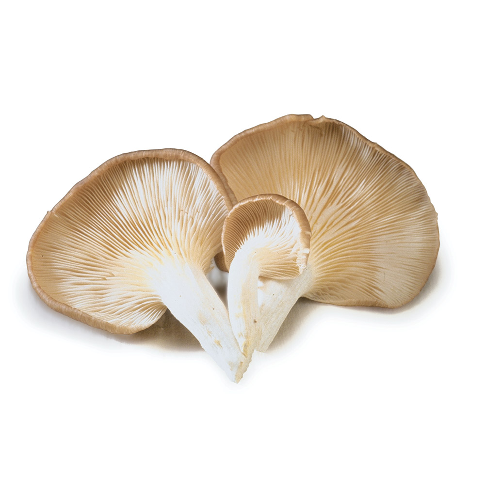 ING Oyster Mushrooms Main