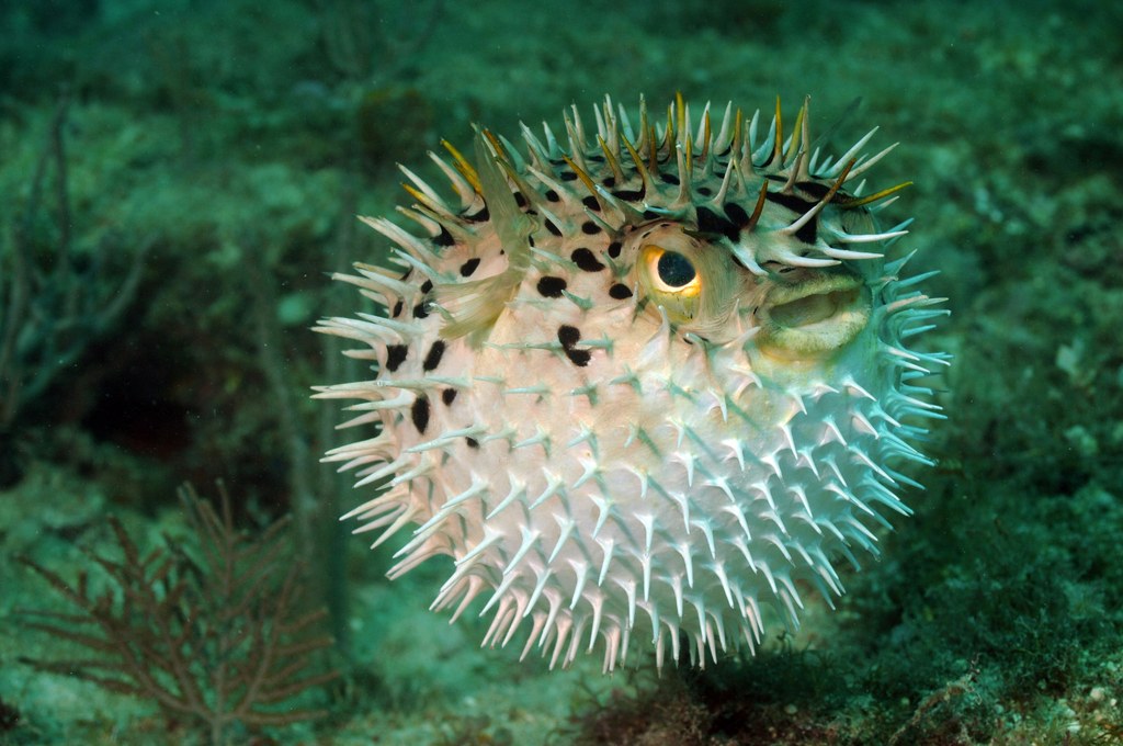 Puffer Fish_GettyImages 163014234