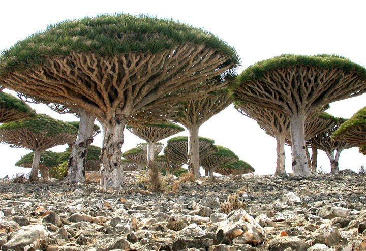 Socotra Island In Yemen 3
