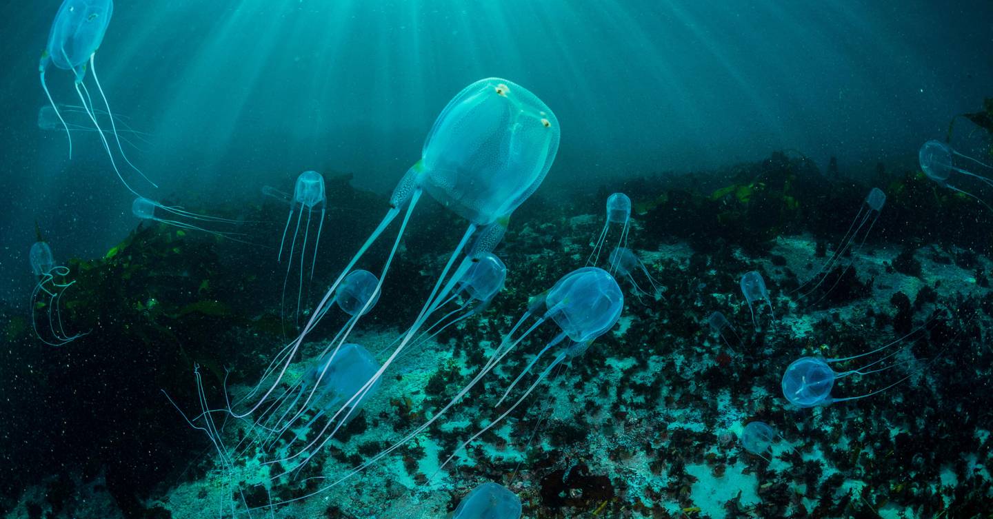 Box Jellyfish 10 Dangerous Animals Conde Nast Traveller 30april19 Alamy