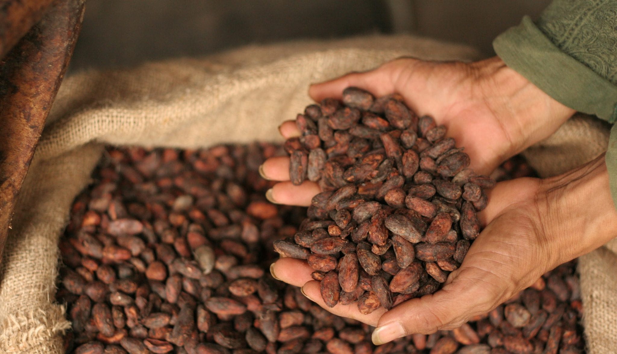 Cacao Beans 1 E1586654896672