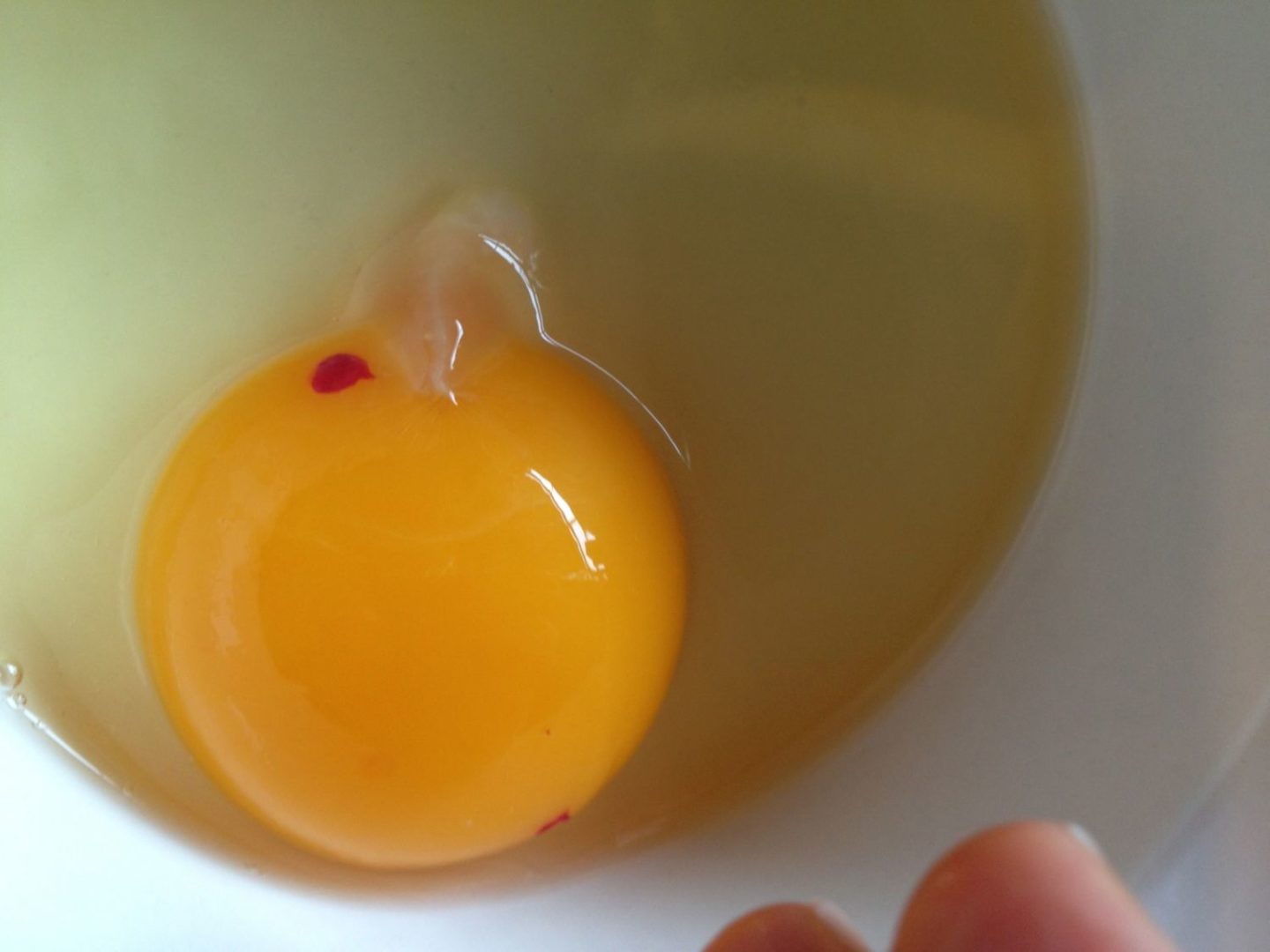 Egg_blood Spot