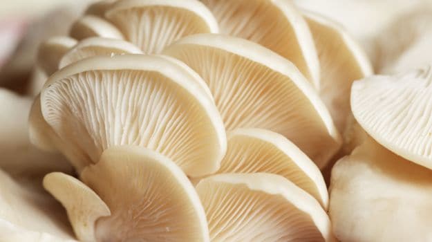 Mushroom_625x350_81462256291