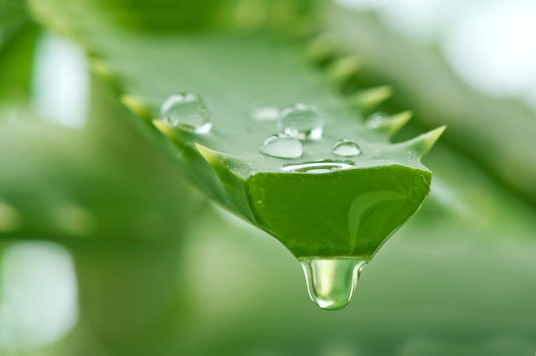 __opt__aboutcom__coeus__resources__content_migration__mnn__images__2016__06__aloe Vera Gel Adbafef277354b7a865659b5570be73f
