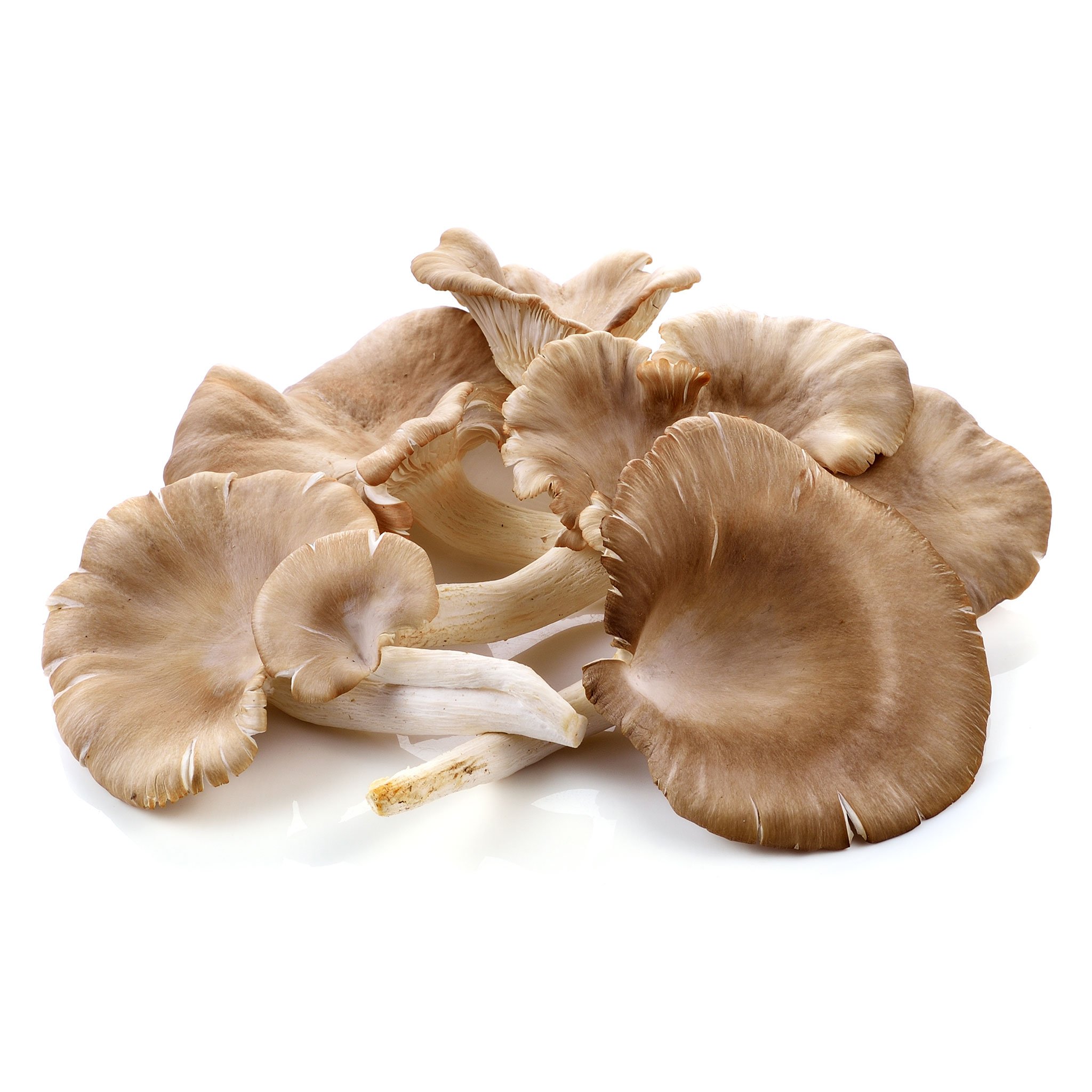 Oyster Mushroom