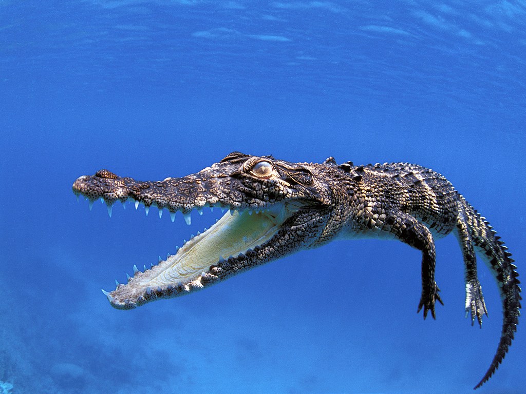 Saltwater Crocodile GettyImages 128933497