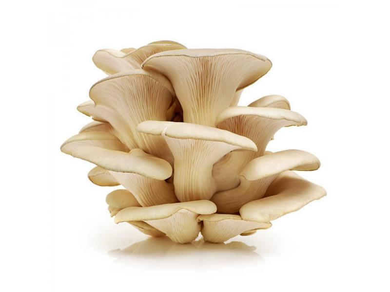 White Oyster Mushroom Mycelium Spores Seeds Pleurotus Cornucopiae_800x