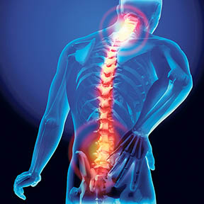 Spine
