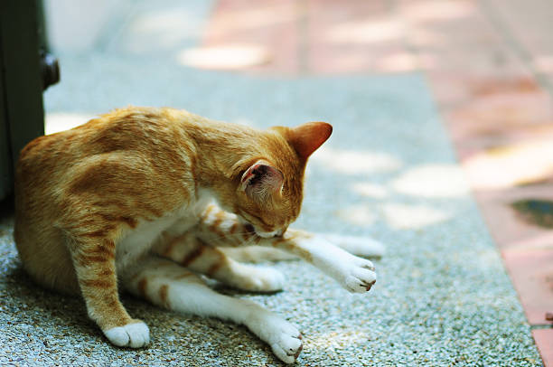 Cute Yellow Cat Cleaning Fur