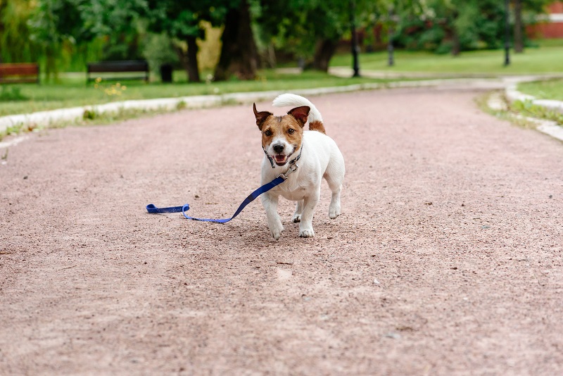 Lost Dog Walking With Loose Leash On Ground Happy To Find Its Owner