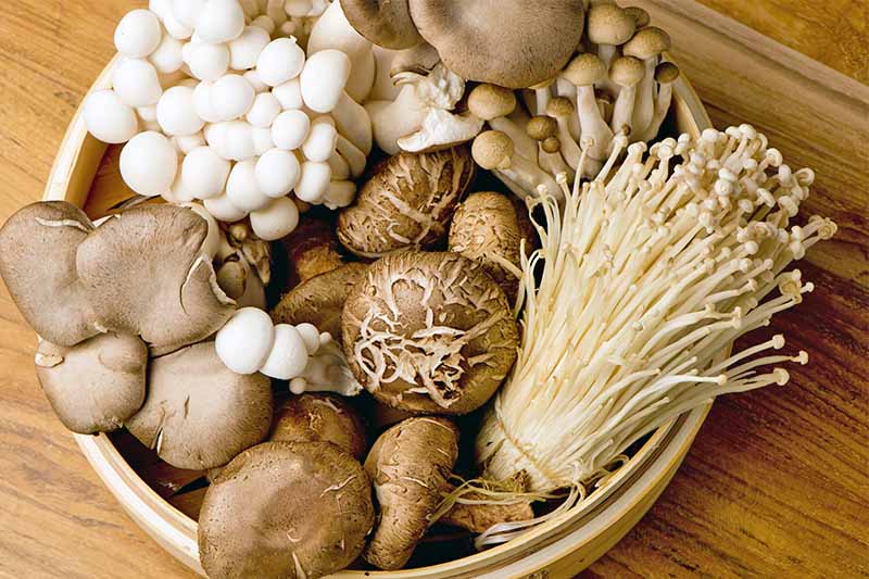 Grow Your Own Delicious Mushrooms With These Kits