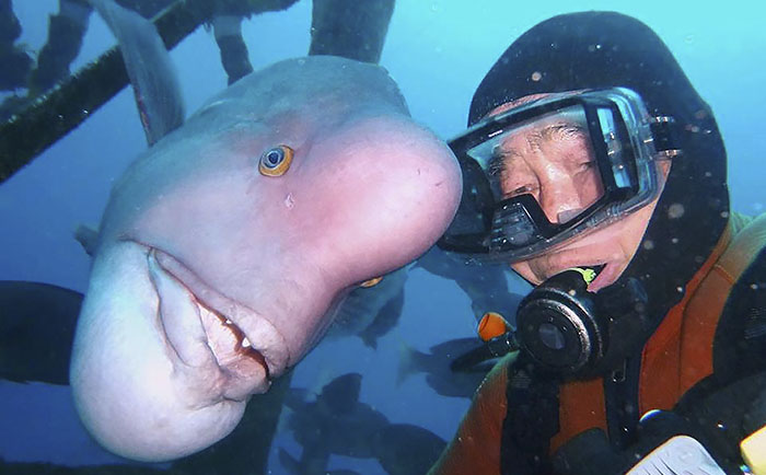 Diver Fish 25 Year Friendship Hiroyuki Arakawa Japan 594cc54583ae1__700
