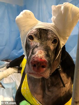 Hero Dog Saves Four Patients 01