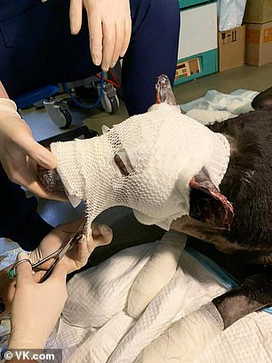 Hero Dog Saves Four Patients 02