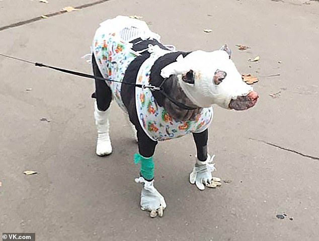 Hero Dog Saves Four Patients 05