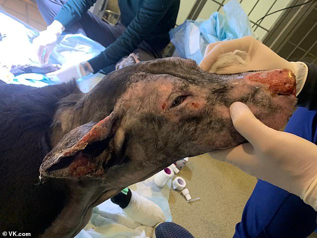 Hero Dog Saves Four Patients 06