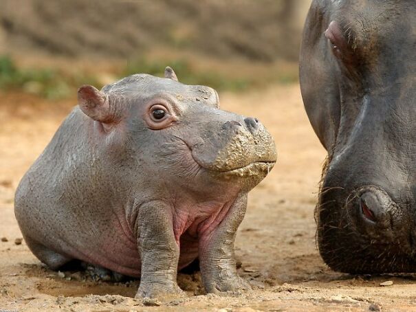 No Neck Funny Animals Photoshop 01