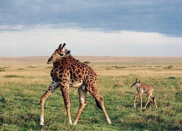 No Neck Funny Animals Photoshop 05