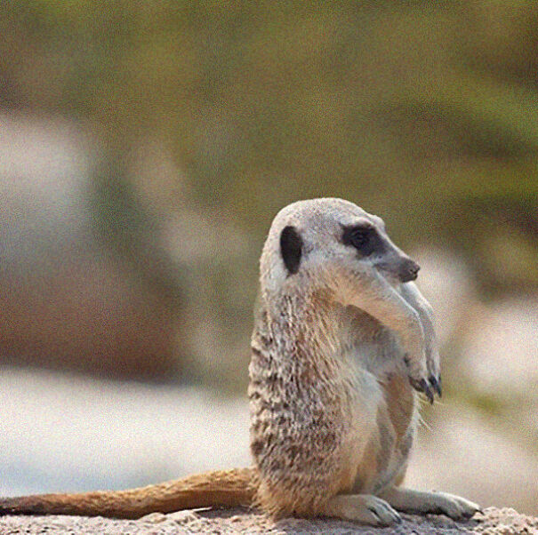 No Neck Funny Animals Photoshop 06