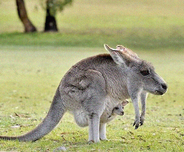 No Neck Funny Animals Photoshop 07