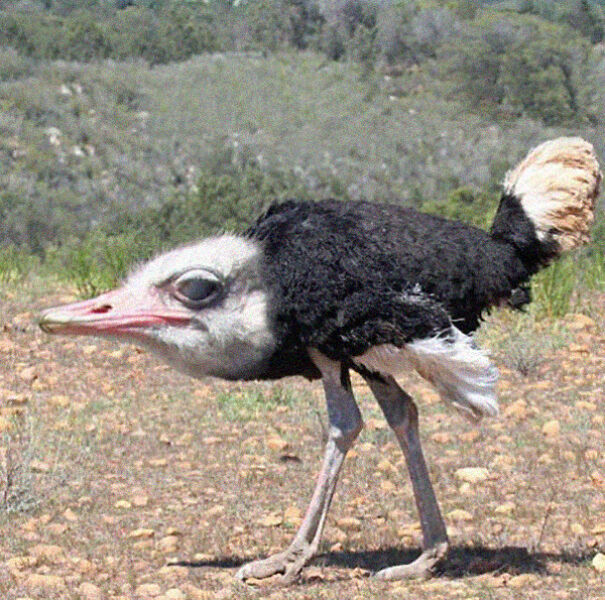 No Neck Funny Animals Photoshop 09