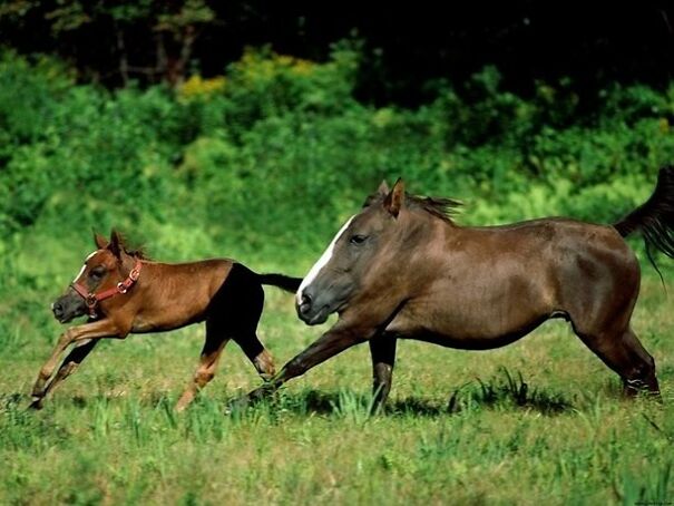 No Neck Funny Animals Photoshop 10