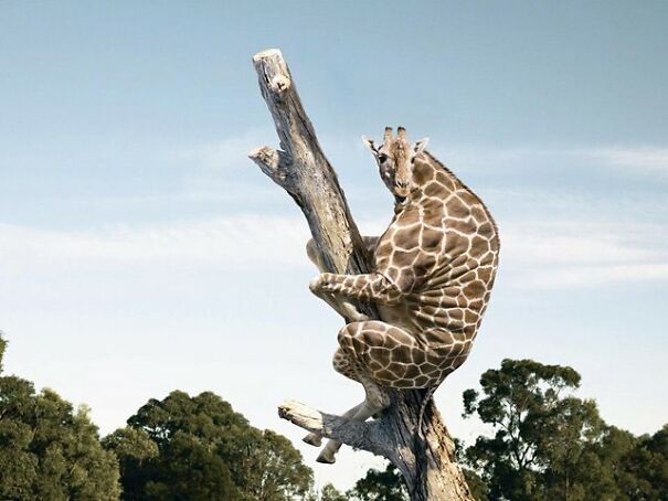 No Neck Funny Animals Photoshop 12