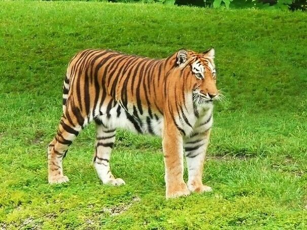 No Neck Funny Animals Photoshop 14