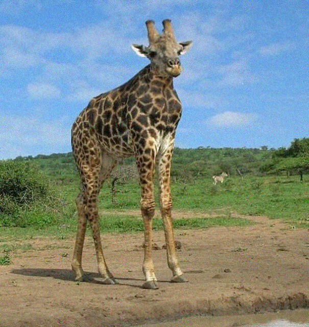 No Neck Funny Animals Photoshop 15
