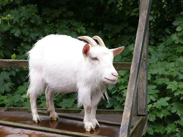 No Neck Funny Animals Photoshop 16