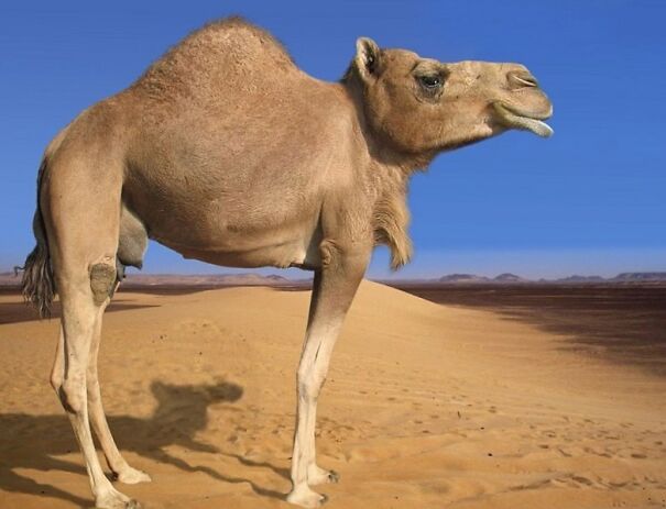 No Neck Funny Animals Photoshop 17