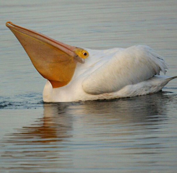 No Neck Funny Animals Photoshop 18
