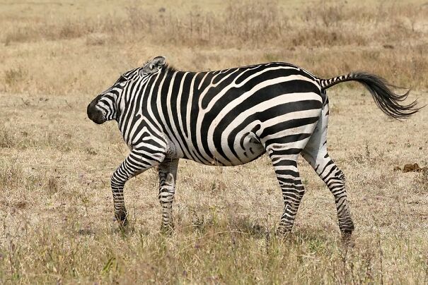 No Neck Funny Animals Photoshop 19