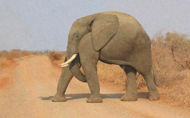 No Neck Funny Animals Photoshop 21