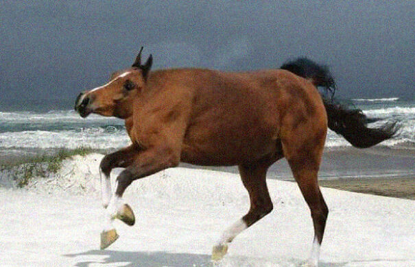 No Neck Funny Animals Photoshop 25