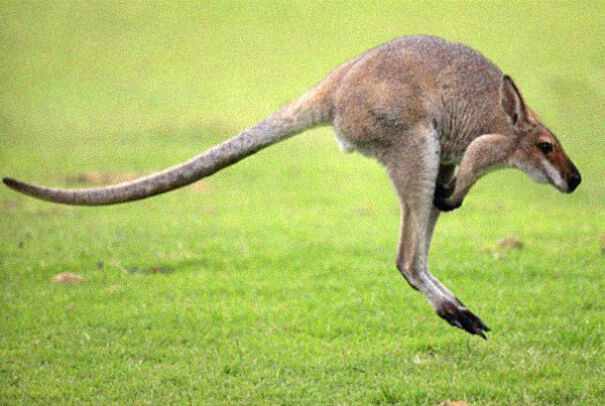No Neck Funny Animals Photoshop 26