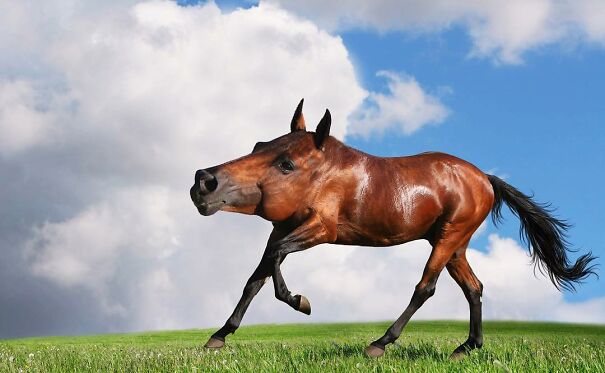 No Neck Funny Animals Photoshop 27