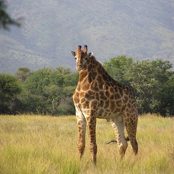 No Neck Funny Animals Photoshop 28