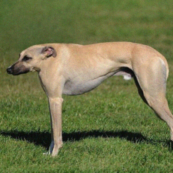 No Neck Funny Animals Photoshop 29