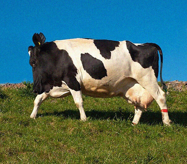 No Neck Funny Animals Photoshop 30