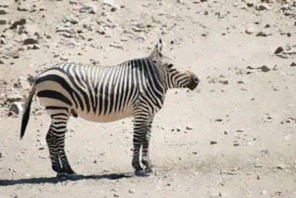 No Neck Funny Animals Photoshop 31