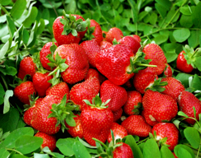 2021 04 05_7RdcTHa0rk.3 Fruit