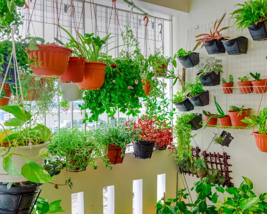Balcony Gardening Ideas Yard Patio Plant