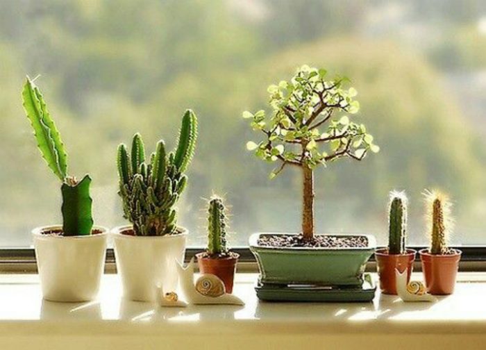 Cactus_www_floraqueen_com_1474466688 700x504